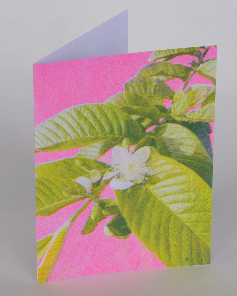 Pink Wild Guava Greeting Card