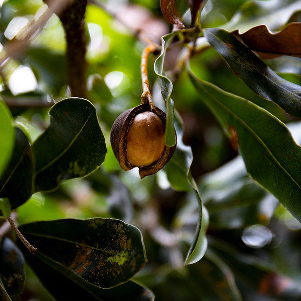 Plain Roasted Macadamia Nuts